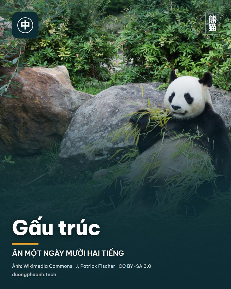 Gấu trúc