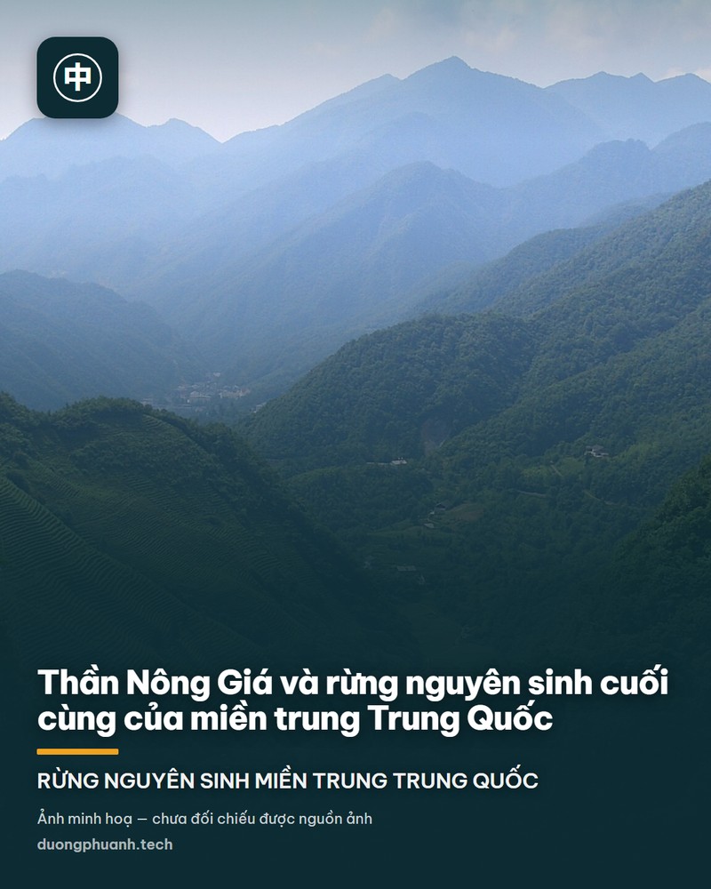 Rừng nguyên sinh Thần Nông Giá trong sương: những thân cây cao vút thẳng đứng phủ kín rêu và địa y, vòm lá thưa ở tầng cao, phía dưới là nền đất đá phủ rêu xanh thẫm và dương xỉ, sương trắng len giữa các thân cây nên ánh sáng chỉ còn là những vệt xám mờ phía trên.