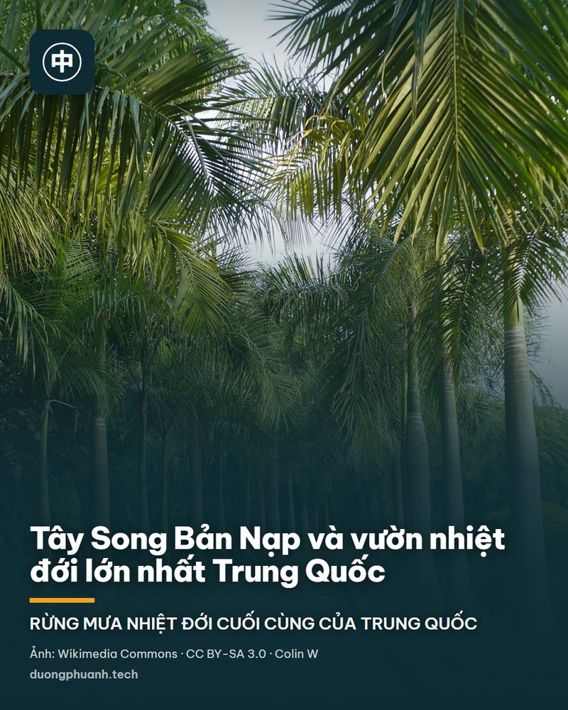 Một hồ nước phẳng lặng trong vườn thực vật nhiệt đới Tây Song Bản Nạp: nhiều lá hoa súng tròn lớn nổi trên mặt nước trong vắt, vài bông hoa súng màu hồng nhạt đang nở, phía sau là bóng dừa và tán cây nhiệt đới soi xuống mặt hồ, nền trời xanh có mây trắng.