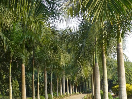 Tây Song Bản Nạp và vườn nhiệt đới lớn nhất Trung Quốc