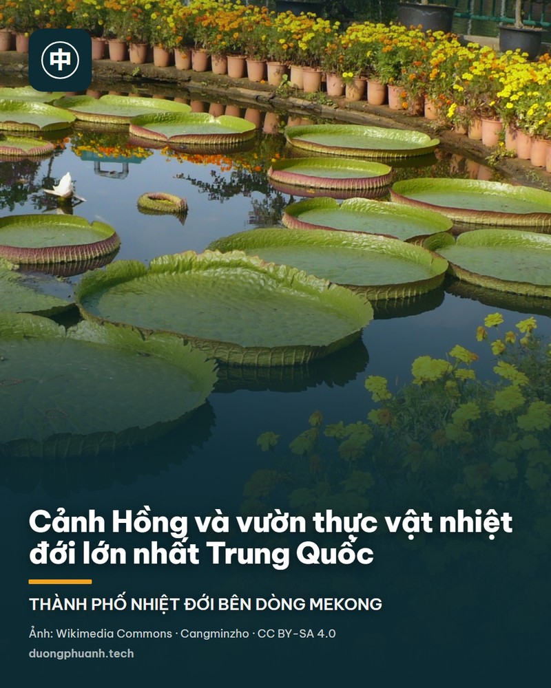 Đường gỗ đi bộ len trong rừng nhiệt đới của vườn thực vật Tây Song Bản Nạp: hai người khách đi bộ trên lối gỗ, hai bên là những thân cây cao thẳng đứng vỏ bạc và nâu, tầng dưới là lá to, dương xỉ và cây họ dứa, nắng chiếu thành vệt qua tán lá.