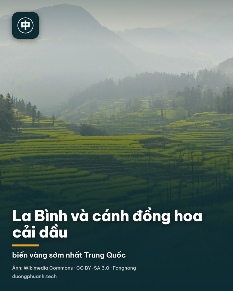 Ruộng bậc thang hoa cải dầu vàng rực trải theo triền đồi ở huyện La Bình, Vân Nam; những thửa ruộng uốn lượn thành dải, lác đác cây trụi lá và một con đường đất nhỏ chạy chéo qua cánh đồng; phía xa là dãy núi xanh mờ trong sương.