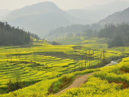 La Bình và cánh đồng hoa cải dầu: biển vàng sớm nhất Trung Quốc