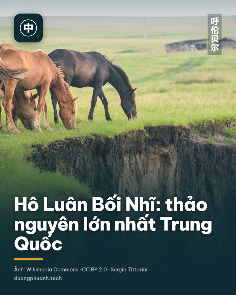 Đàn ngựa nâu đang gặm cỏ trên thảm cỏ xanh ven bờ nước ở thảo nguyên Hô Luân Bối Nhĩ, phía sau là mặt nước phẳng lặng, Nội Mông Cổ