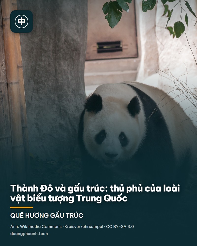 Gấu trúc lớn ngồi trên sàn gỗ trong khu nuôi ở cơ sở nhân giống Thành Đô: bộ lông trắng kem với bốn chi và hai vành tai đen, mắt đen nhìn nghiêng, phía sau là nền rừng xanh mờ và những thân cây gỗ nằm ngang.