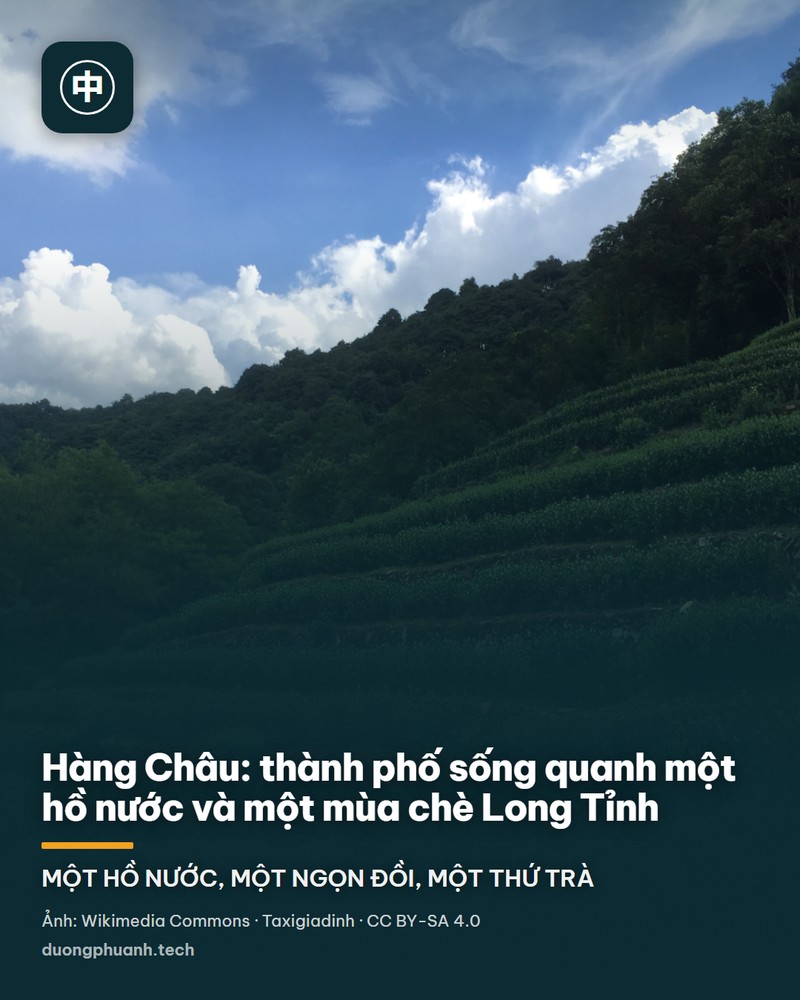 Những luống chè Long Tỉnh xếp thành tầng tầng lớp lớp trên sườn đồi, lá chè xanh đậm phủ kín mặt đất, giữa các tầng là bờ đá giữ đất; bên trái là một cây thông cao vút, phía trên là trời xanh có mây trắng.
