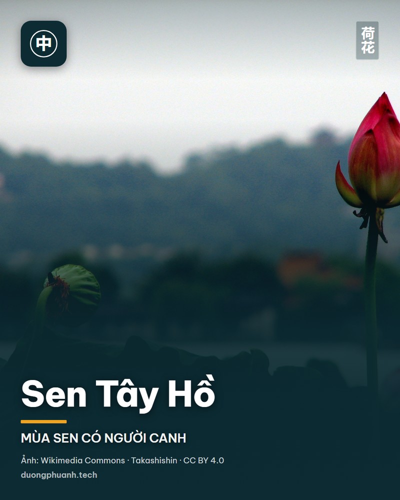 Sen Tây Hồ