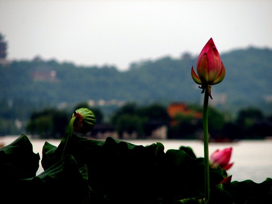 Sen Tây Hồ