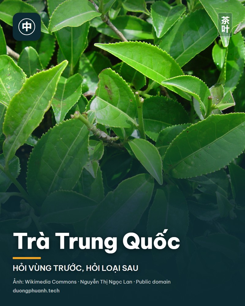 Trà Trung Quốc