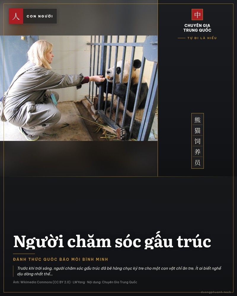 Người chăm sóc đưa thức ăn qua song sắt cho gấu trúc lớn