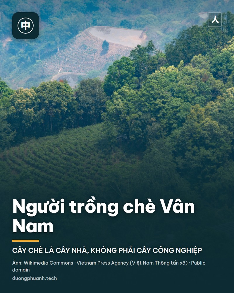 Hai người đàn ông trong xưởng chè ở Vân Nam đang dùng cần gỗ dài ép chè thô thành bánh, xung quanh là thùng thiếc, sàng và giàn chè đang phơi
