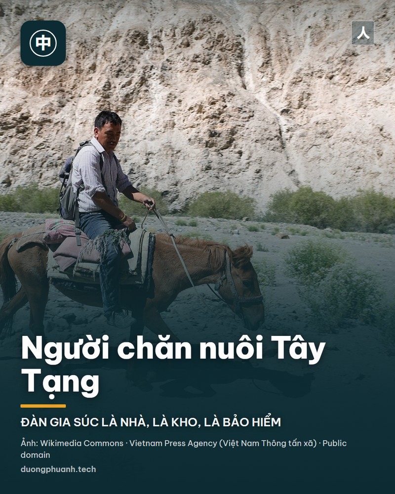 Một người đàn ông Tây Tạng trong bộ áo chùng truyền thống dắt con ngựa đen đeo dải khăn màu trên bãi cỏ xanh ở vùng người Tạng sinh sống, tỉnh Cam Túc, Trung Quốc