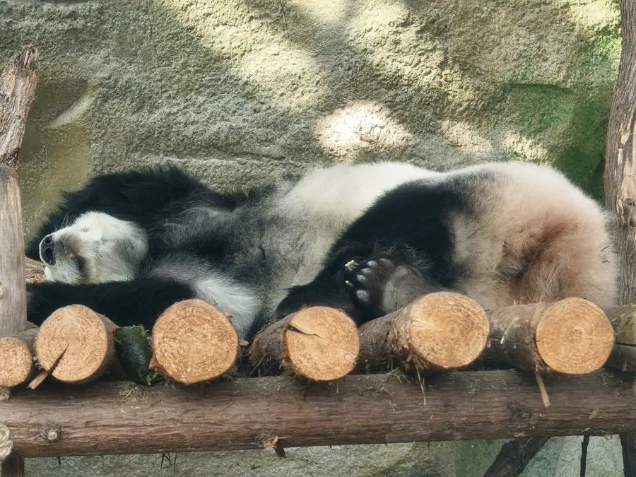 Gấu trúc