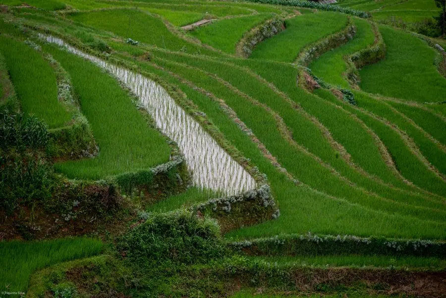 Ruộng bậc thang