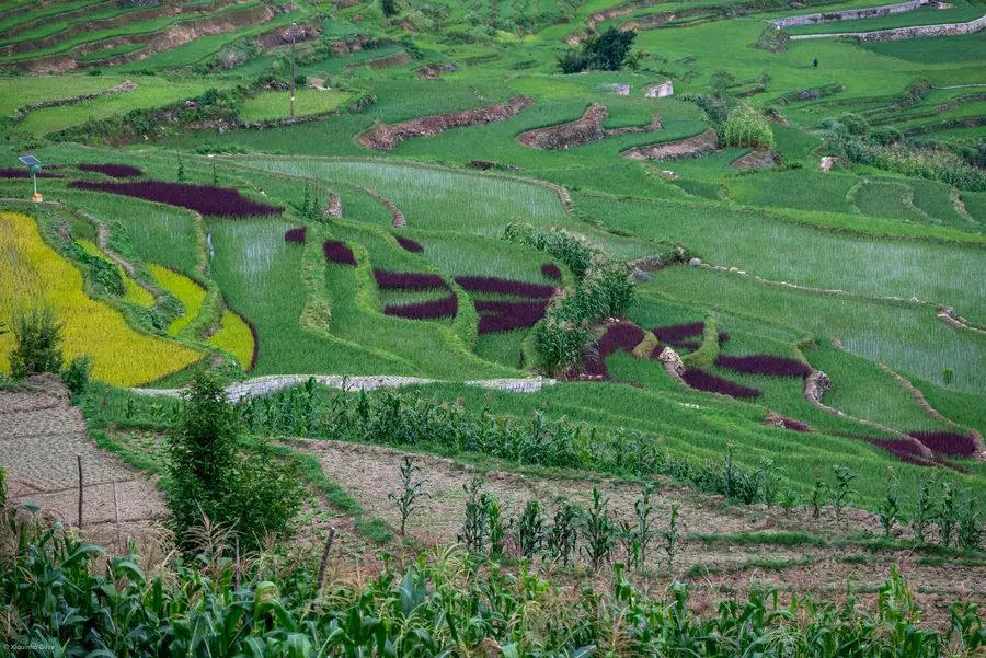 Ruộng bậc thang
