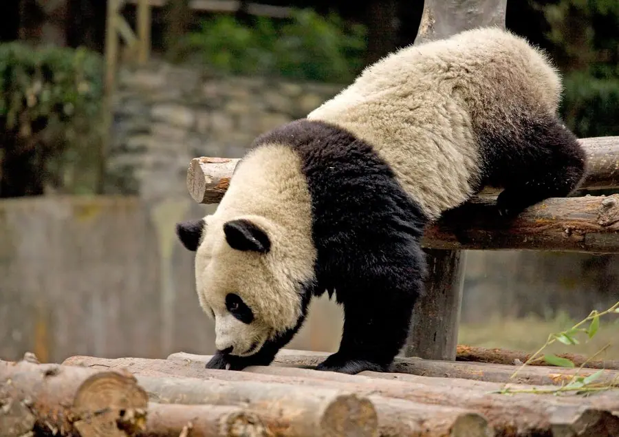 Gấu trúc