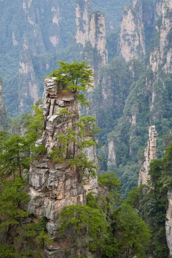 Trương Gia Giới