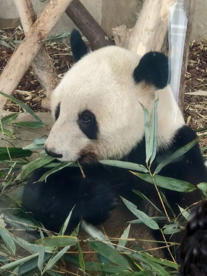 Gấu trúc