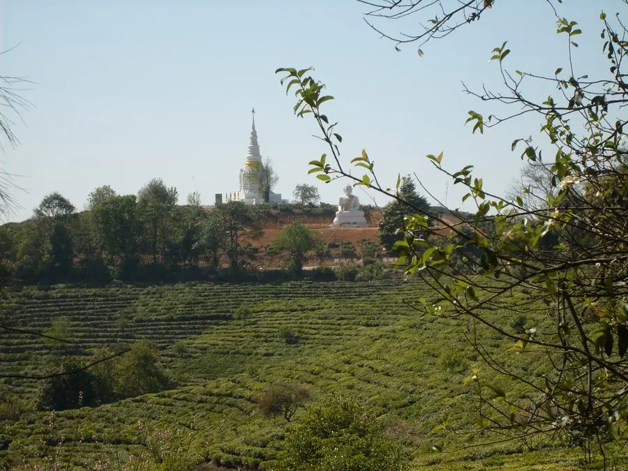Trà Phổ Nhĩ